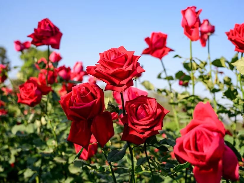 যদি আপনার গোলাপ গাছে ফুল না আসে অথবা দ্রুত শুকিয়ে যায়, তাহলে আপনি পেঁয়াজের খোসা থেকে তৈরি সার ব্যবহার করতে পারেন। শুকনো পেঁয়াজের খোসা, যা প্রায়শই বাড়িতে ফেলে দেওয়া হয়, অথবা মাটির সাথে পুঙ্খানুপুঙ্খভাবে মিশিয়ে গাছের মাটিতে যোগ করুন। এটি মাটিতে আর্দ্রতা বজায় রাখতে সাহায্য করবে এবং গাছটিকে দ্রুত শুকিয়ে যাওয়া থেকে রক্ষা করবে।