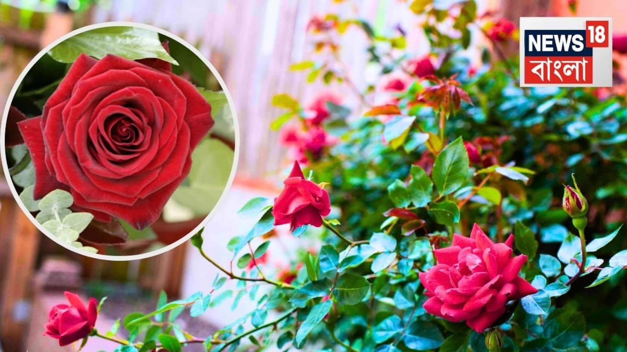 Rose Plant Gardening Tips: গোলাপ গাছের দুর্দান্ত সার! ব্রেকফাস্ট খাওয়ার পরে ডাস্টবিনে ফেলে দেন..একটু কেরামতি করে টবের মাটিতে দিলেই হল