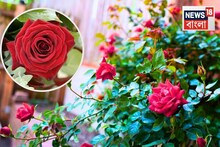 Rose Plant Gardening Tips: গোলাপ গাছের দুর্দান্ত সার! ব্রেকফাস্ট খাওয়ার পরে ডাস্টবিনে ফেলে দেন..একটু কেরামতি করে টবের মাটিতে দিলেই হল