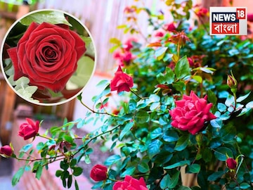 গোলাপ গাছের দুর্দান্ত সার! ব্রেকফাস্ট খাওয়ার পরে ডাস্টবিনে ফেলে দেন..একটু কেরামতি করে টবে গোলাপ গাছের দুর্দান্ত সার! ব্রেকফাস্ট খাওয়ার পরে ডাস্টবিনে ফেলে দেন..একটু কেরামতি করে টবে