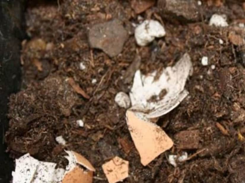 তারপরেই রয়েছে ডিম৷ ডিমের খোসা ক্যালসিয়ামের একটি চমৎকার উৎস, যা গোলাপ গাছের শিকড়কে শক্তিশালী করতে এবং ফুলের বৃদ্ধিতে সাহায্য করে। এগুলি ধুয়ে, শুকিয়ে মাটিতে মিশিয়ে নিন। এটি গাছের জন্য প্রাকৃতিক সার হিসেবে কাজ করে এবং শুকিয়ে যাওয়া থেকে রক্ষা করে।