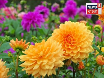 মরা গাছও চাঙ্গা হয়ে যাবে...আসবে সবুজ নতুন পাতা! রান্নাঘরের দুই সবজি...তাড়াবে সব পোকা