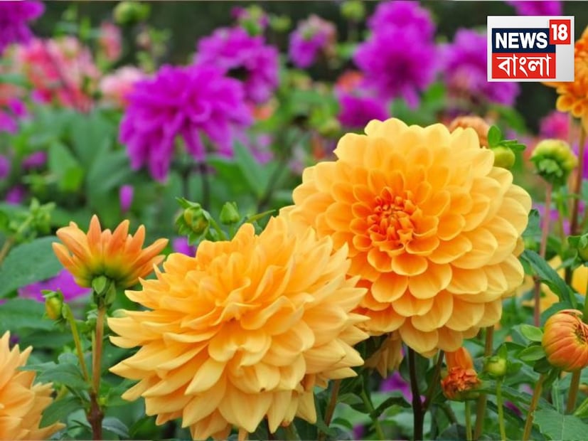 সাদা-সাদা তুলোর মতো পোকা৷ খুব ধীরে ধীরে কুঁড়ি, ফুল, পাতা এমনকি, কচি কাণ্ডেরও রস ধীরে ধীরে শুষে নেয়৷  নাম মিলি বাগ৷ ঠিক আরেক রকম পোকাও গাছের খুব ক্ষতি করে, সে ফুল গাছই হোক কী ফলের গাছ৷ তাতে সবুজ, হলুদ কিংবা কালো রঙের ছোট ছোট পোকা হয়, এরাও গাছের রস শোষণ করে ফুলের ক্ষতি করে৷ শীতকালে রকমারি গাছের বাগান করার শখ যাঁদের, তাঁদের কাছে এই সমস্ত পোকা হল এক নম্বরের ভিলেন৷