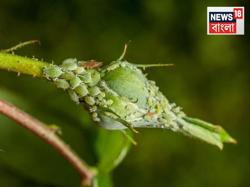 এই সমস্ত পোকাকে গাছ থেকে তাড়ানোর জন্যে কিন্তু নানা ধরনের টোটকা ব্যবহার করা হয়ে থাকে৷ যার মধ্যে কিছু কিছু তো বেশ কার্যকর৷ বানাতেও তেমন কোনও সময় লাগে না৷ তেমনই কিছু টোটকা সম্পর্কে এই প্রতিবেদনে আলোচনা করব আমরা৷ 