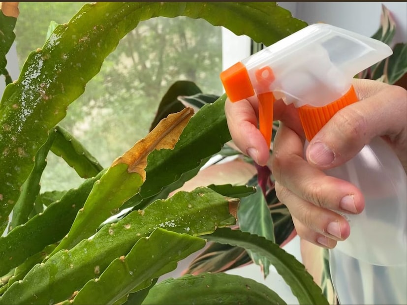 যদি আপনার বাগানের গাছগুলিতে পোকার উৎপাত বাড়ে,তাহলে রাসায়নিক চিকিৎসার পাশাপাশি ঘরোয়া প্রতিকার ব্যবহার করার কথা বিবেচনা করবেন। আদা এবং কাঁচা লঙ্কার পেস্ট তৈরি করুন এবং একটি সুতির কাপড় দিয়ে রস ছেঁকে নিন। তারপরে সেই রস পরিমাণ মতো ভাল জলে মিশিয়ে নিয়ে গাছগুলিতে ছিটিয়ে দিন। আদা ও কাঁচা লঙ্কার রস পোকামাকড়রা সহ্য করতে পারে না৷ কিছুদিন পর পর এই প্রক্রিয়া প্রয়োগ করলে গাছের মধ্যে পোকামাকড়ের উপদ্রব কমে যায়।