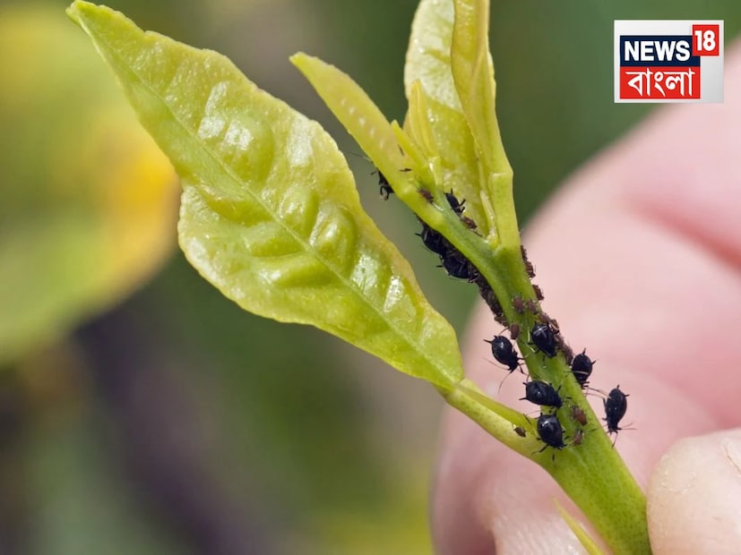 বিশেষজ্ঞদের মতে, শীতকালে গাছগুলিতে আদা এবং লঙ্কার রস স্প্রে করলে অনেক পোকামাকড় মারা যায় এবং গাছগুলি অক্ষত থাকে। আসুন এটি কীভাবে ব্যবহার করবেন তা শিখে নিই।
