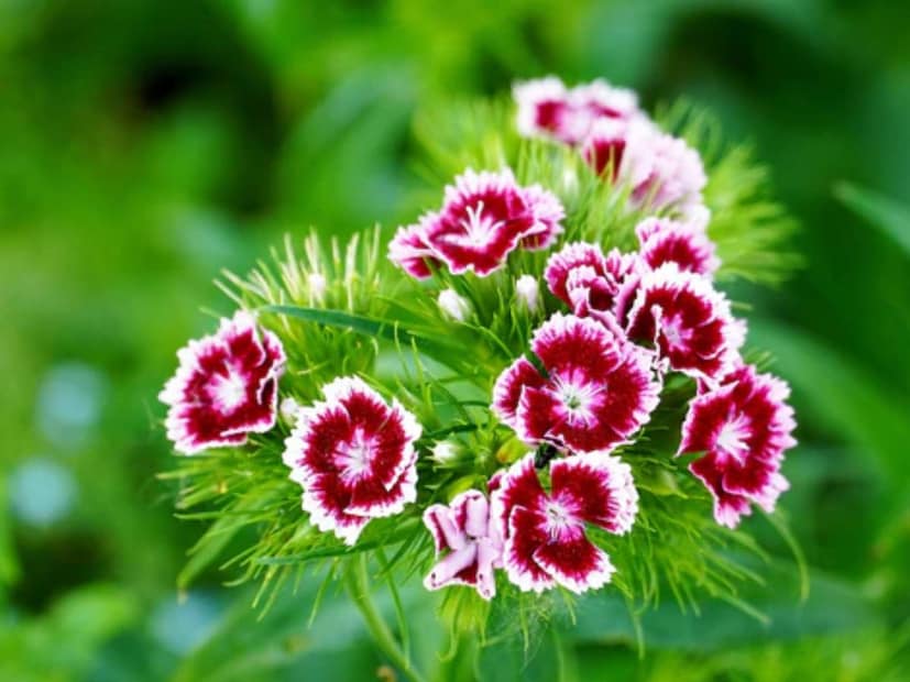 কৃষি বিশেষজ্ঞ ডঃ সি.কে.ত্রিপাঠী ব্যাখ্যা করেন যে, শীতকালে বাগানের ফুল বিভিন্ন ধরনের পোকামাকড়ের আক্রমণের ঝুঁকিবাড়ে৷ যার মধ্যে রয়েছে এফিড, থ্রিপস, মাকড়সা, মাইট এবং মিলিবাগ। এই পোকামাকড় গাছের রস চুষে ক্ষতি করে, পাতা বিকৃত করে এবং গাছের বৃদ্ধি ব্যাহত করে। এফিড ছাড়াও, কান্ড ছিদ্রকারী পোকাও একটি সাধারণ সমস্যা, যা গাছের শিকড় এবং কান্ডের ক্ষতি করে। তাই, শীতকালে বাগানের গাছগুলিকে এই পোকামাকড় থেকে রক্ষা করার জন্য আমাদের বিশেষ মনোযোগ দেওয়া উচিত।