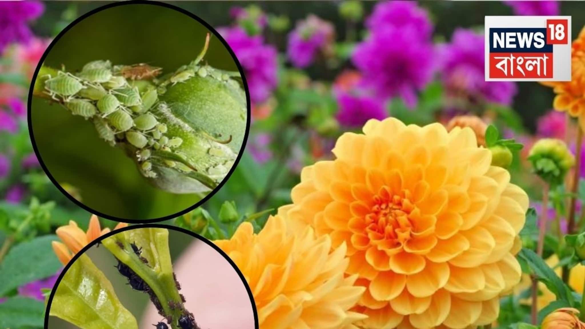 Gardening Tips: মরা গাছও চাঙ্গা হয়ে যাবে...আসবে সবুজ নতুন পাতা! রান্নাঘরের দুই সবজি...তাড়াবে শীতের গাছের পোকা