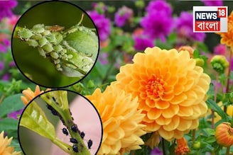 মরা গাছও চাঙ্গা হয়ে যাবে...আসবে সবুজ নতুন পাতা! রান্নাঘরের দুই সবজি...তাড়াবে সব পোকা