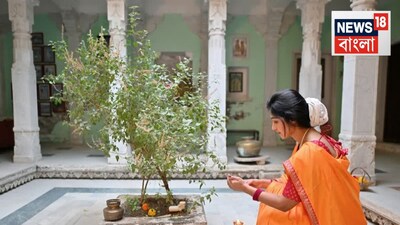 Tulsi Vastu: Avoid These Watering Mistakes to Prevent Financial Hardship, Says Expert