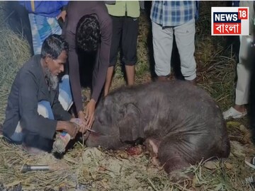 ৭-৮ টা হাতির মৃত্যু! ওখানে আসার কথাই ছিল না...তাহলে কেন? রাজধানীর দুর্ঘটনায় উঠছে প্রশ্ন