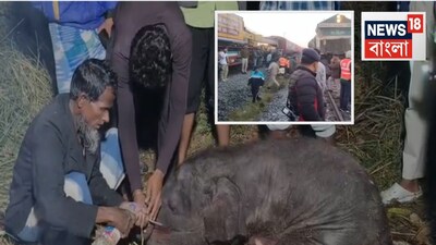 Horrific Rajdhani Crash Kills 8 Elephants in Assam; Questions Raised on Safety