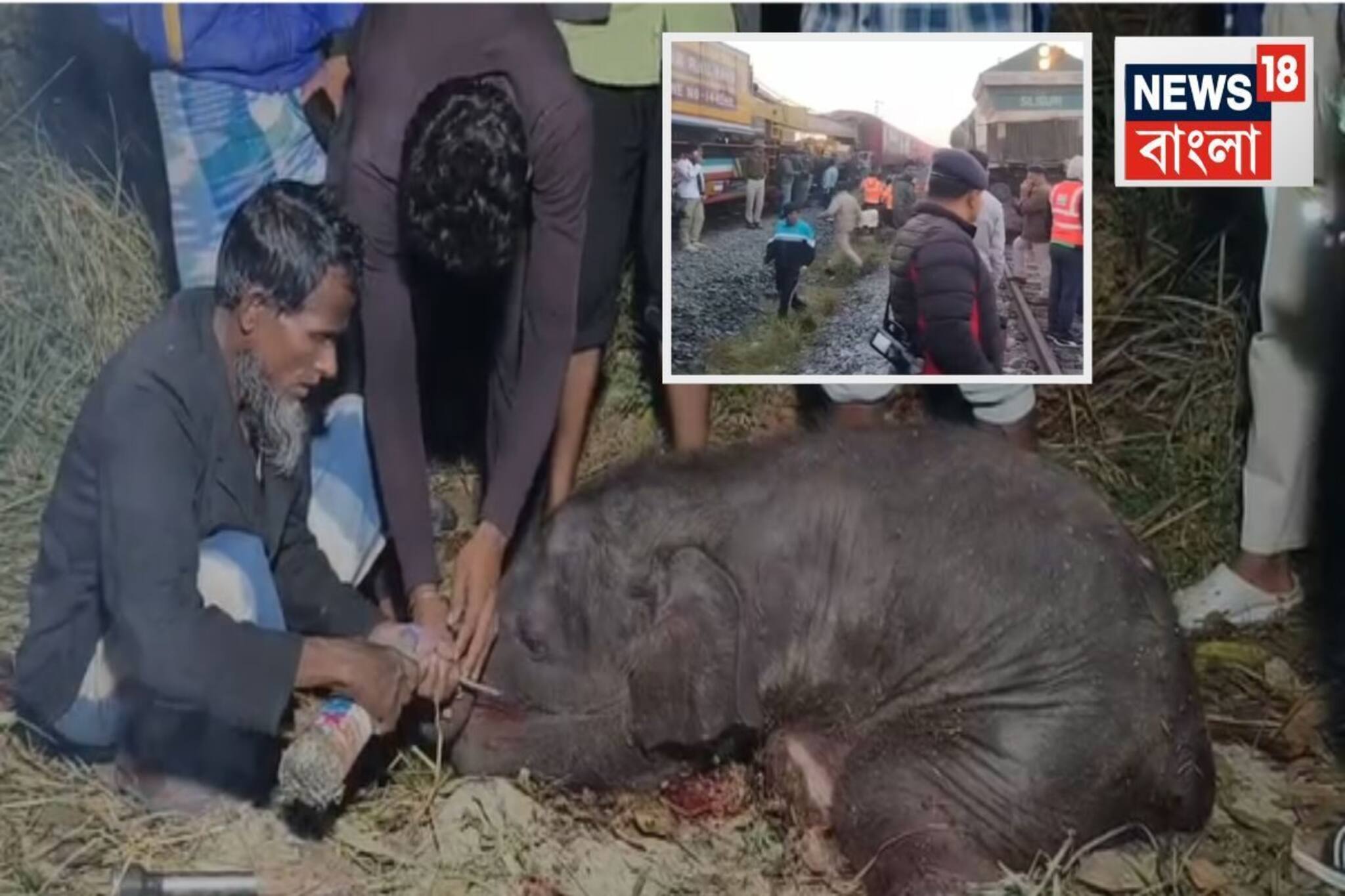 ৭-৮ টা হাতির মৃত্যু! ওখানে আসার কথাই ছিল না...তাহলে কেন? রাজধানীর দুর্ঘটনায় উঠছে প্রশ্ন ৭-৮ টা হাতির মৃত্যু! ওখানে আসার কথাই ছিল না...তাহলে কেন? রাজধানীর দুর্ঘটনায় উঠছে প্রশ্ন