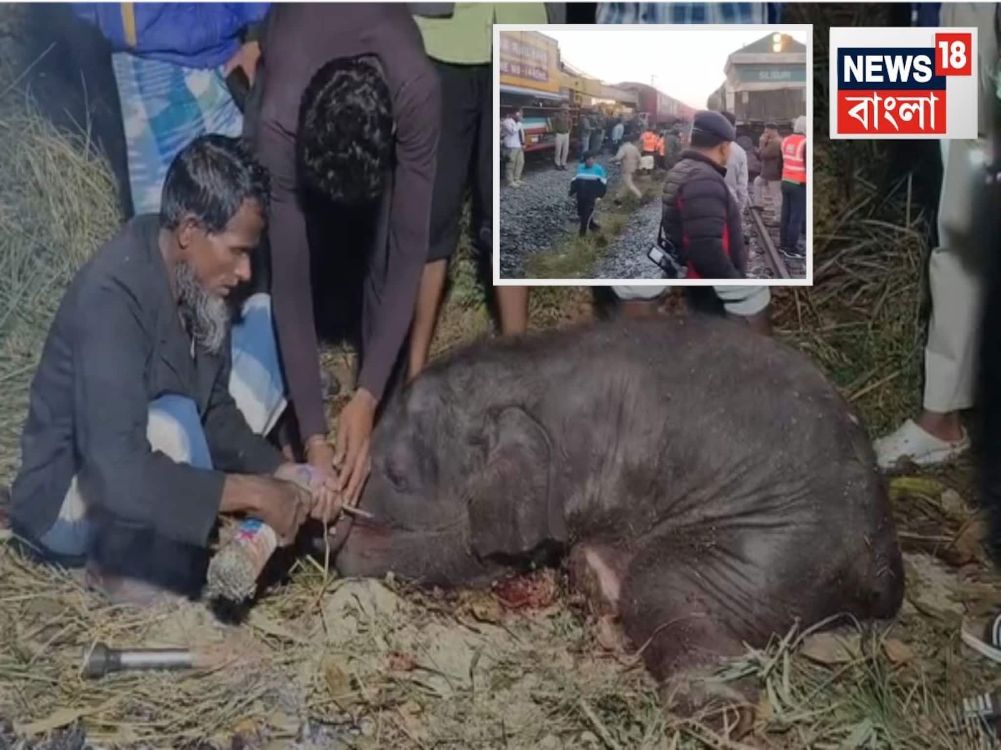 ৭-৮ টা হাতির মৃত্যু! ওখানে আসার কথাই ছিল না...তাহলে কেন? রাজধানীর দুর্ঘটনায় উঠছে প্রশ্ন ৭-৮ টা হাতির মৃত্যু! ওখানে আসার কথাই ছিল না...তাহলে কেন? রাজধানীর দুর্ঘটনায় উঠছে প্রশ্ন