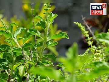 ঠিক শুক্রবার দেখে...হলুদ কাপড়ে মুড়ে ফেলুন তুলসীর শিকড়! রাখবেন কোথায়? কী লাভ..জানালেন