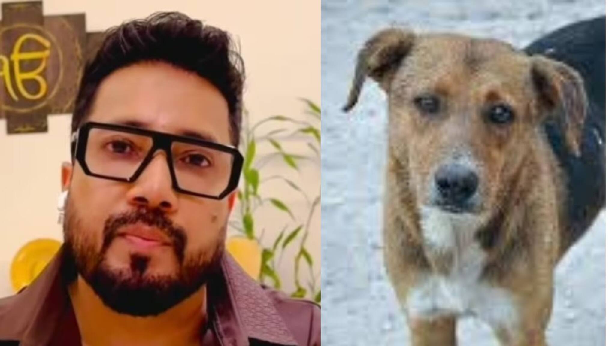 Mika Singh: ’পথ কুকুরদের জন্য ১০ একর জমি দান করতে প্রস্তুত!’ সুপ্রিম কোর্টের কাছে আবেদন মিকার