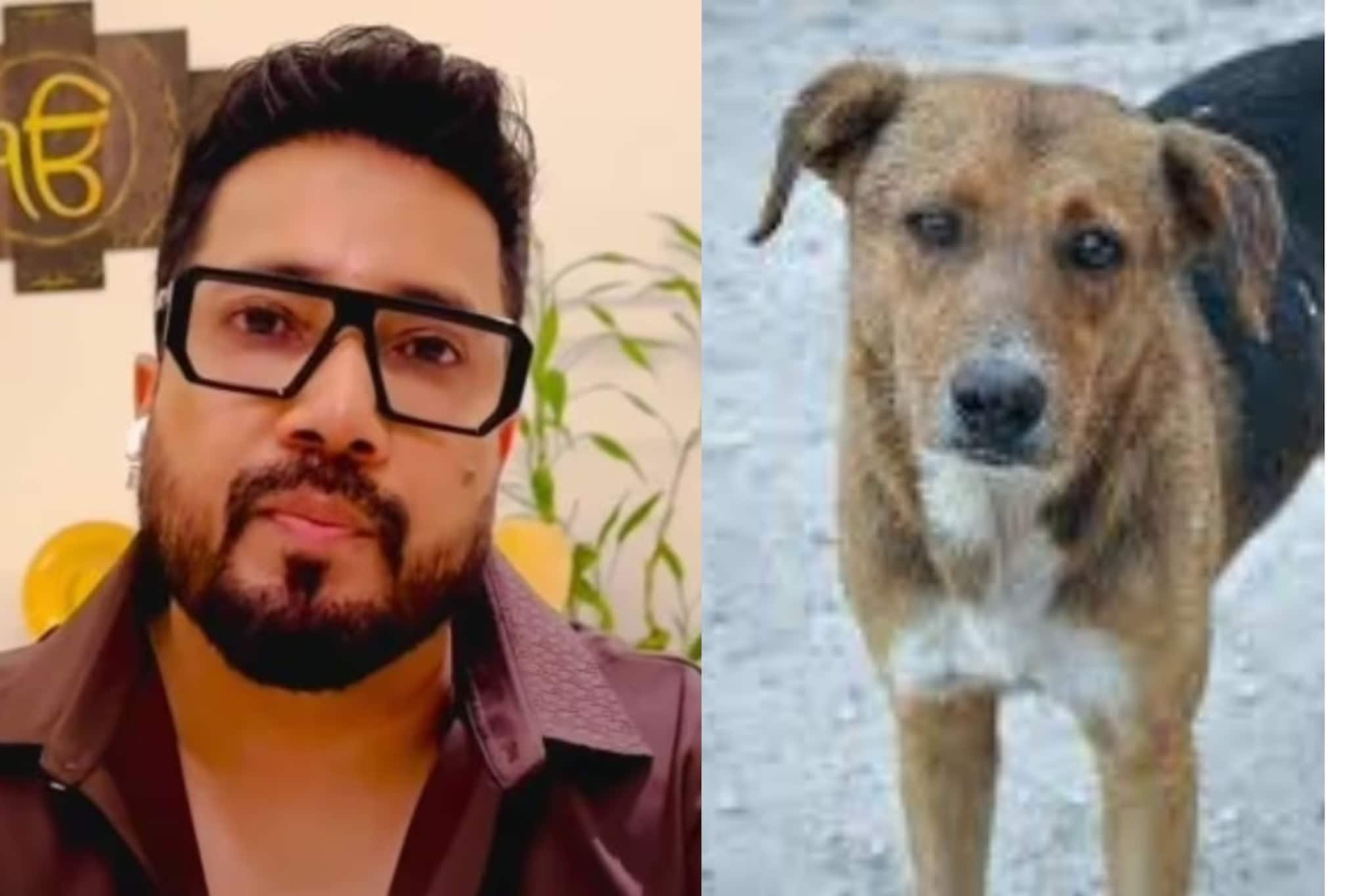 ‘আমি ১০ একর জমি দান করতে প্রস্তুত’! পথকুকুরদের সুরক্ষায় সুপ্রিম কোর্টের কাছে আবেদন মিকার