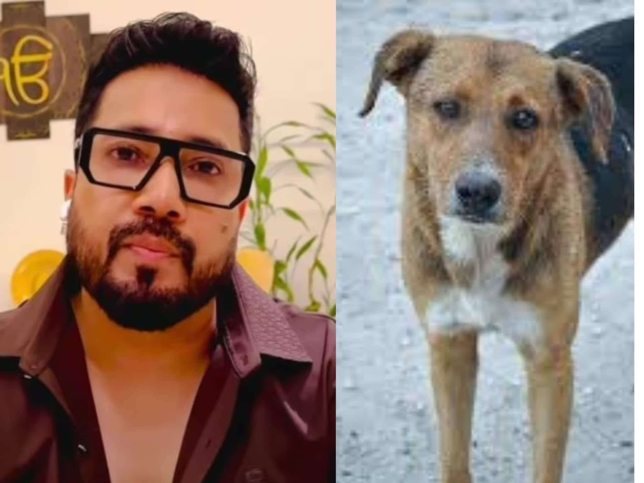 ‘আমি ১০ একর জমি দান করতে প্রস্তুত’! পথকুকুরদের সুরক্ষায় সুপ্রিম কোর্টের কাছে আবেদন মিকার