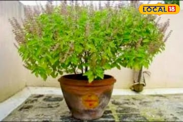 শীত শুকিয়ে যাচ্ছে তুলসীগাছ? ছোট্ট 'এই' কাজে ২ দিনেই ফিরবে প্রাণ, বছরভর গাছ থাকবে পাতা ভরা শীত শুকিয়ে যাচ্ছে তুলসীগাছ? ছোট্ট 'এই' কাজে ২ দিনেই ফিরবে প্রাণ, বছরভর গাছ থাকবে পাতা ভরা