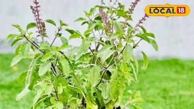 Tulsi Drying in Winter? Revive Your Plant in 2 Days with These Expert Tips!