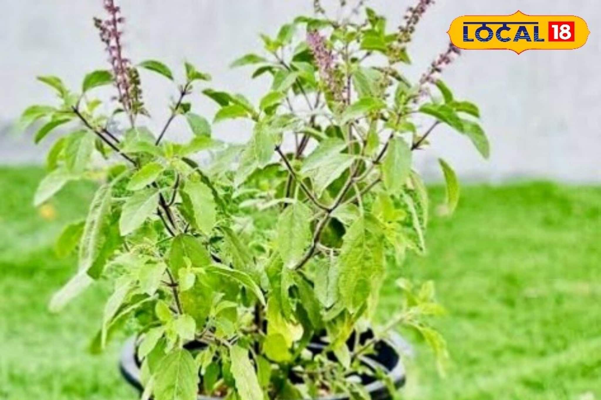 শীত শুকিয়ে যাচ্ছে তুলসীগাছ? ছোট্ট 'এই' কাজে ২ দিনেই ফিরবে প্রাণ, বছরভর গাছ থাকবে পাতা ভরা