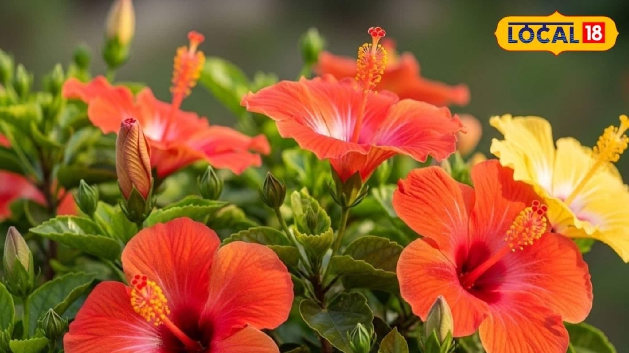 Gardening Tips: ঠান্ডায় জবা গাছে কুঁড়ি আসছে না? DAP মিশিয়ে ছিটিয়ে দিন এই ঘোল..শীতেও গাছ ভরে ফুটবে ফুল