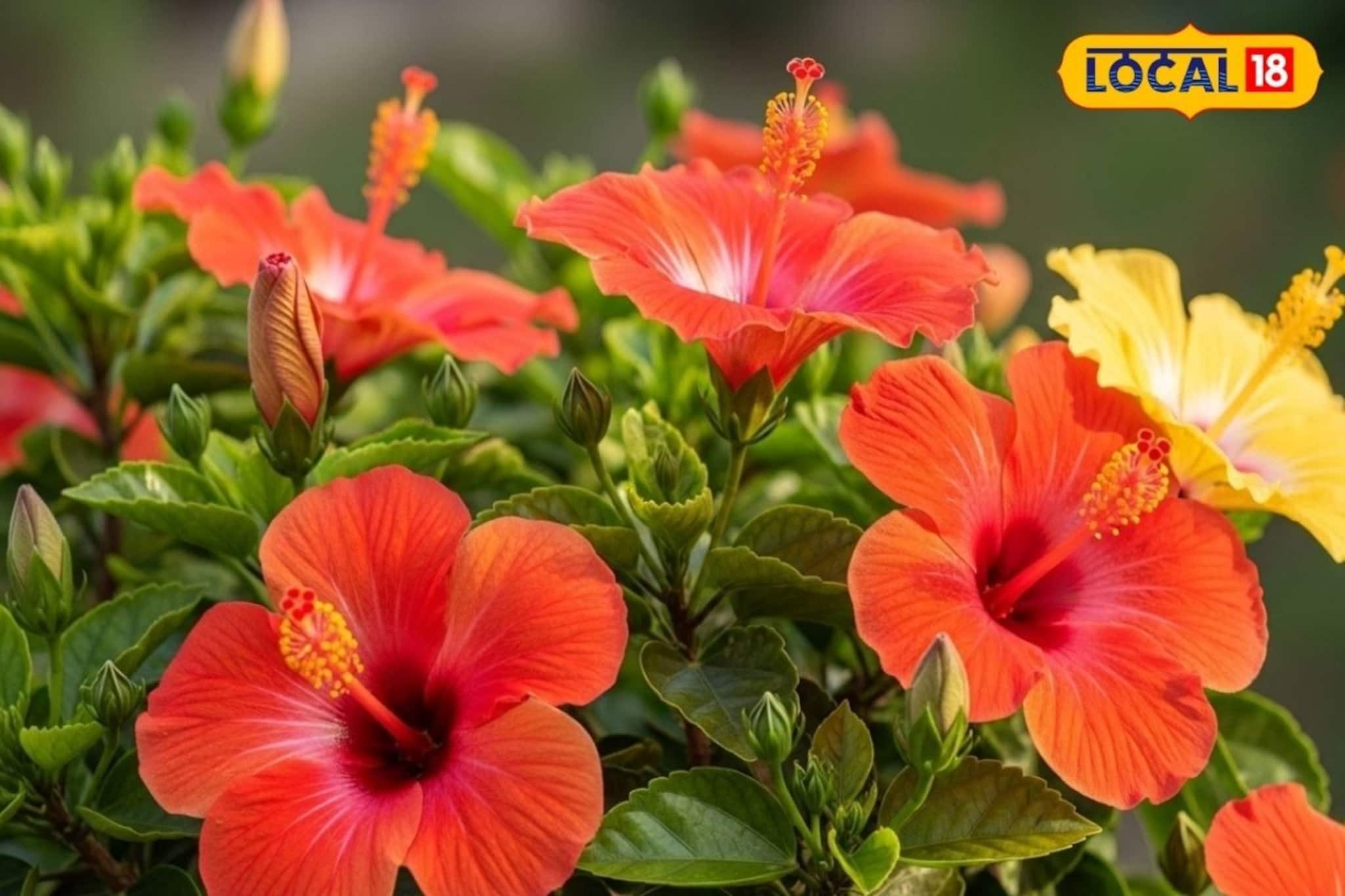 सर्दियों में गुड़हल के पौधे में नहीं आ रही कलियां? DAP मिलाकर छिड़क दें ये घोल सर्दियों में गुड़हल के पौधे में नहीं आ रही कलियां? DAP मिलाकर छिड़क दें ये घोल