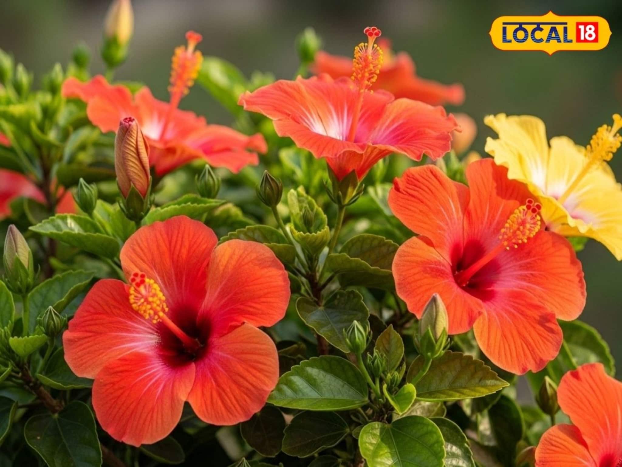 ঠান্ডায় জবা গাছে কুঁড়ি আসছে না? DAP মিশিয়ে ছিটিয়ে দিন এই ঘোল..শীতেও গাছ ভরে ফুটবে ফুল ঠান্ডায় জবা গাছে কুঁড়ি আসছে না? DAP মিশিয়ে ছিটিয়ে দিন এই ঘোল..শীতেও গাছ ভরে ফুটবে ফুল