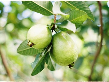 এই ফলে থাকে সবচেয়ে বেশি প্রোটিন! যাঁরা নিরামিষ খান...অবশ্যই রাখুন খাদ্য তালিকায়!