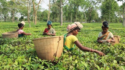 Assam: India's Tea Garden Heartbeat & Global Powerhouse