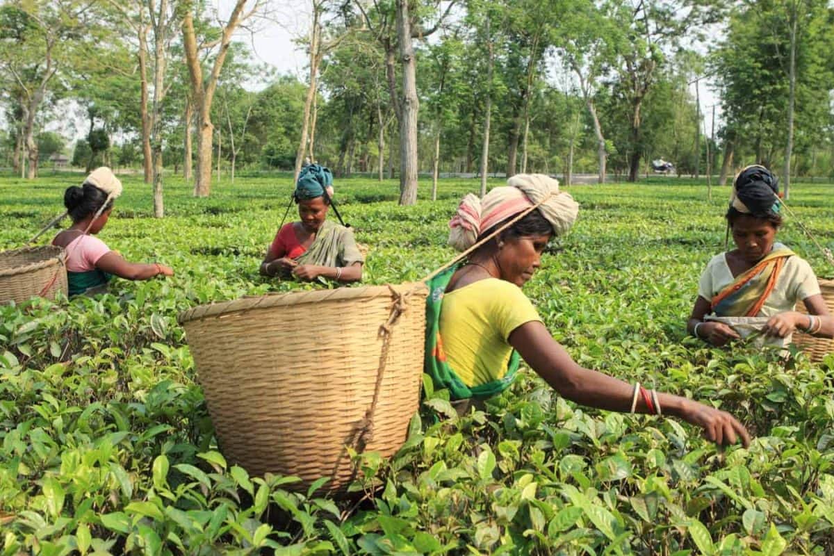 ছোটবেলায় বইতে পড়েছেন,কিন্তু মনে আছে কি?ভারতের 'টি গার্ডন' কোথায়?না বলতে পারলে লজ্জার