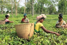 Tea Garden Of India: ছোটবেলায় বইতে পড়েছেন, কিন্তু মনে আছে কি? ভারতের 'টি গার্ডন' কোথায়? না বলতে পারলে লজ্জার