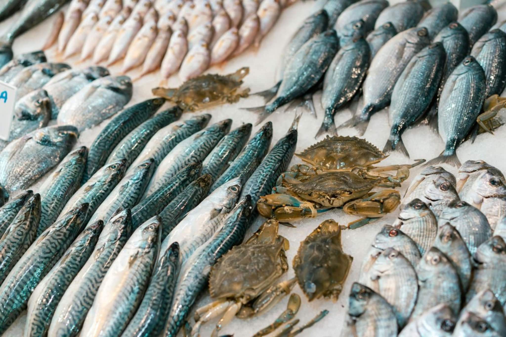 মাছের সঙ্গে ভুলেও কখনও খাবেন না এই '২' সাদা খাবার, বিগড়ে যেতে পারে শরীর, বড় ক্ষতি হয়ে যাবে