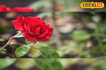 একবার গাছ লাগালে টানা ১০-১২ বছর ফুটবে থোকা থোকা গোলাপ, জেনে নিন 'সিক্রেট' টিপস