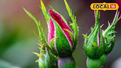 Rose Leaves: Beyond Fragrance, a Powerhouse of Health Benefits!