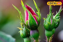 Rose Plant Tips: শুধু সুগন্ধ নয়! চকচকে ত্বক থেকে শুরু টান টান পেট..গোলাপের পাতার যে এত গুণ!