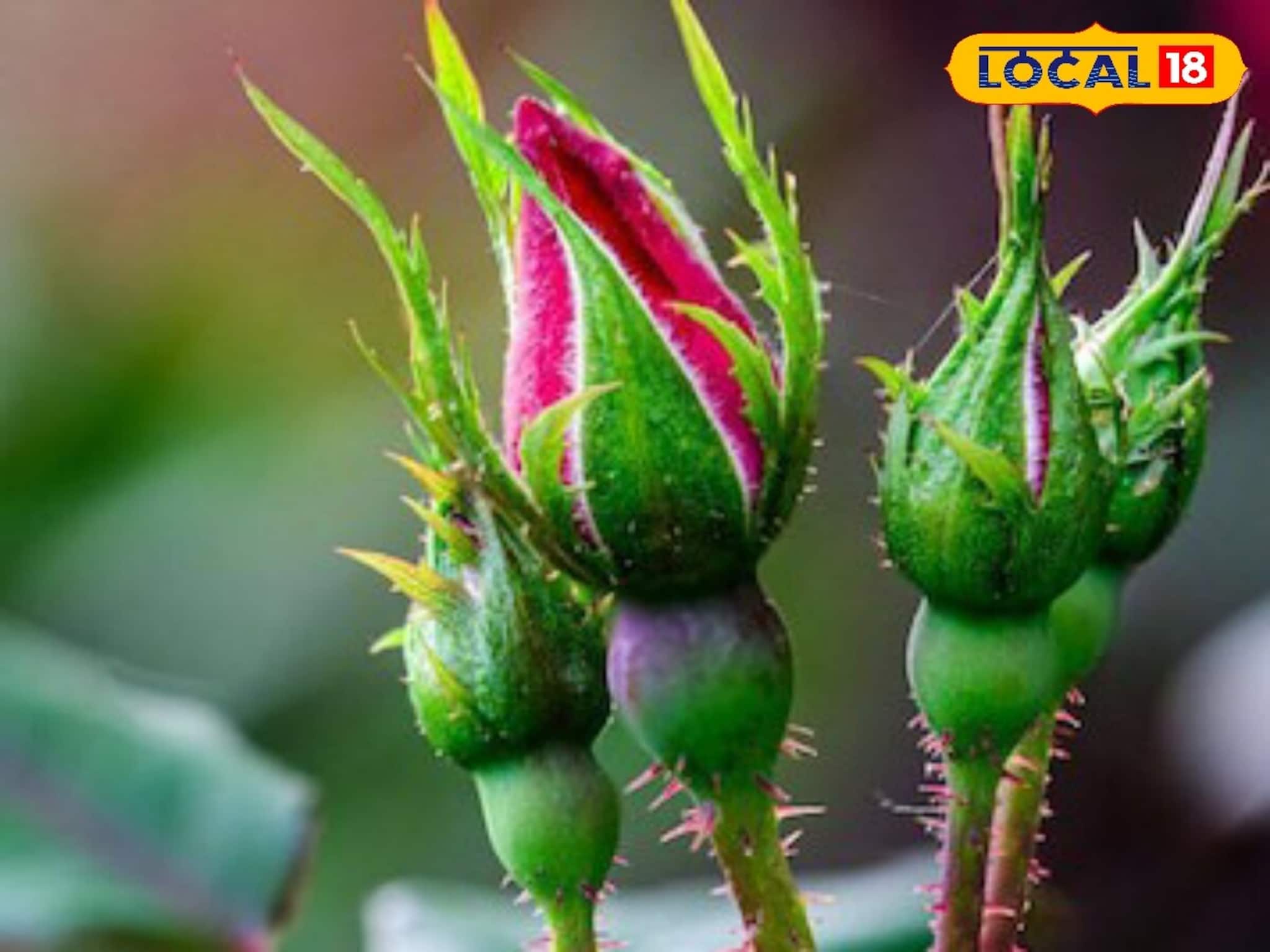 শুধু সুগন্ধ নয়! চকচকে ত্বক থেকে শুরু টান টান পেট..গোলাপের পাতার যে এত গুণ!