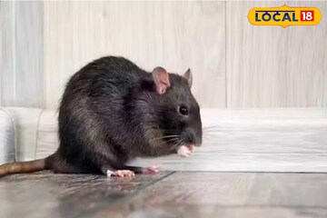 ইঁদুরের উপদ্রবে নাজেহাল বাড়ি থেকে গাড়ি? না মেরে তাড়ান এই সহজ কৌশলে! জেনে নিন
