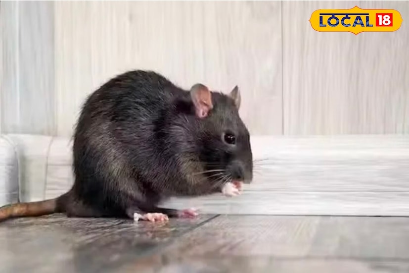 যদি আপনার বাড়িতে বারবার ইঁদুর ঢুকে পড়ে এবং এই সমস্যায় আপনি অতিষ্ঠ হয়ে থাকেন, তাহলে আজ আমরা আপনাকে কিছু সহজ ঘরোয়া উপায় জানাব—যার সাহায্যে ইঁদুরকে ঘর থেকে দূরে রাখা বা তাড়ানো সম্ভব।