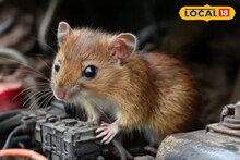 Tips and Tricks: ইঁদুরের উপদ্রবে নাজেহাল বাড়ি থেকে গাড়ি? না মেরে তাড়ান এই সহজ কৌশলে! জেনে নিন