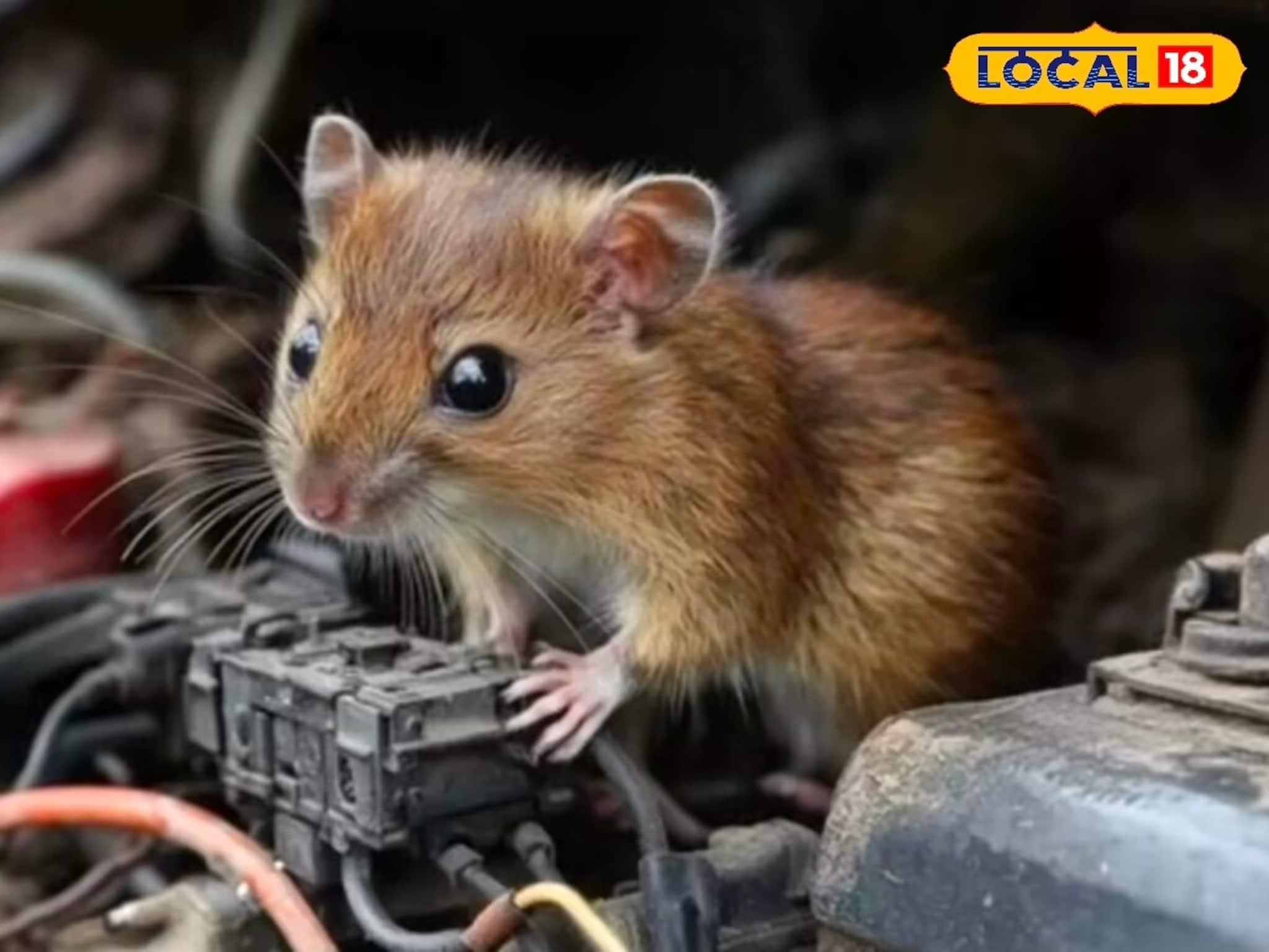 ইঁদুরের উপদ্রবে নাজেহাল বাড়ি থেকে গাড়ি? না মেরে তাড়ান এই সহজ কৌশলে! জেনে নিন