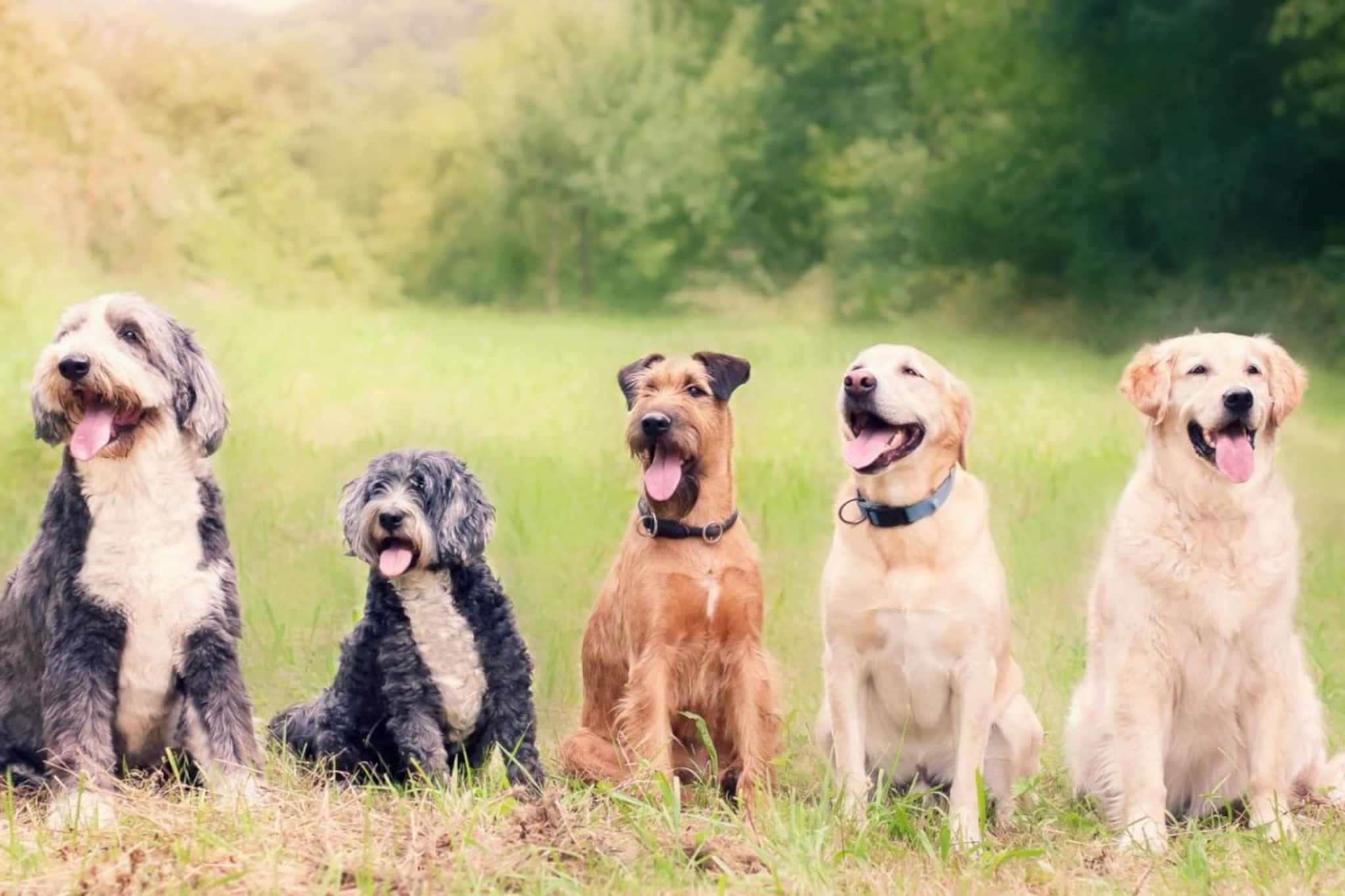 কুকুর পুষতে চান এদিকে বাড়িতে খুদে আছে? আপনার জন্য পারফেক্ট কুকুরের যে ১০ ব্রিড