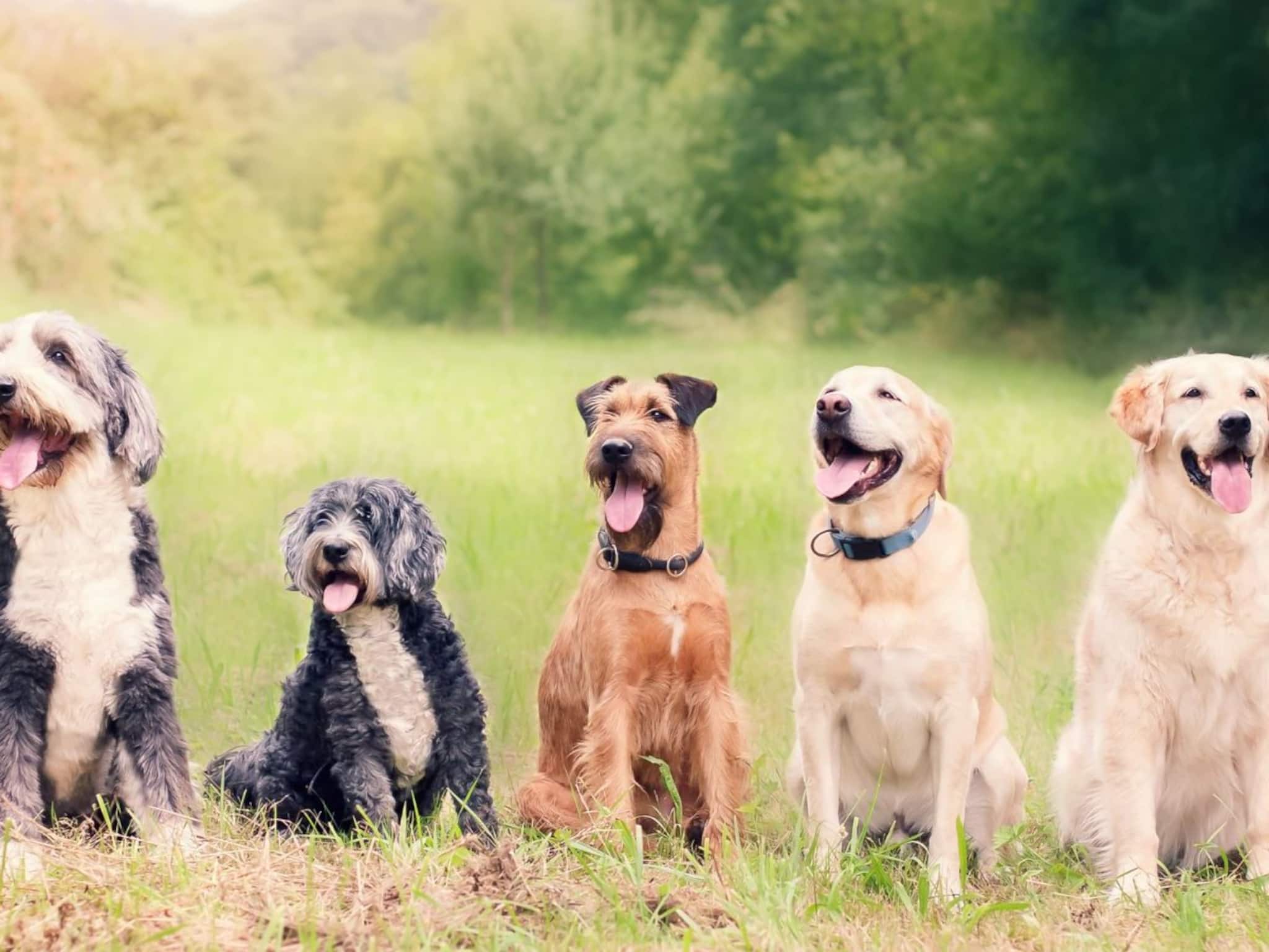 কুকুর পুষতে চান এদিকে বাড়িতে খুদে আছে? আপনার জন্য পারফেক্ট কুকুরের যে ১০ ব্রিড