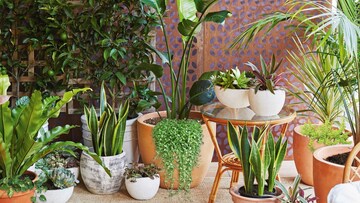 চুম্বকের মতো ঘরে টাকা টেনে আনে এই '৭' গাছ, কিন্তু জানেন কী কোন দিকে লাগাবেন? জানুন