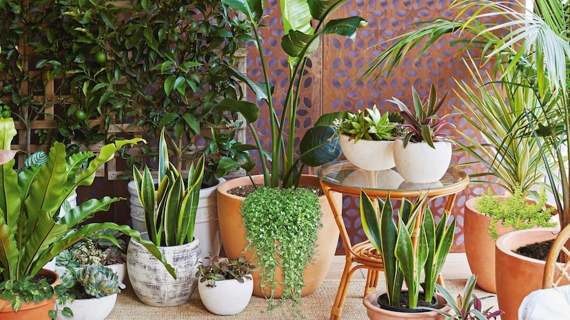 *হিন্দু ধর্মশাস্ত্র অনুসারে, আমাদের চারপাশের প্রকৃতি এবং আমাদের জীবনযাত্রার মধ্যে অবিচ্ছেদ্য যোগ রয়েছে। বিশেষ করে বাস্তুশাস্ত্র অনুসারে, বাড়িতে নির্দিষ্ট ধরণের গাছপালা লাগানো কেবল সবুজই নয়, বরং ইতিবাচক শক্তি, আর্থিক বৃদ্ধি এবং সুখও বয়ে আনে। নির্দিষ্ট ৭ গাছ সম্পর্কে জানুন, যা বাড়ির পর্যায় পরিবর্তন করতে পারে এবং সৌভাগ্য বয়ে আনতে পারে।