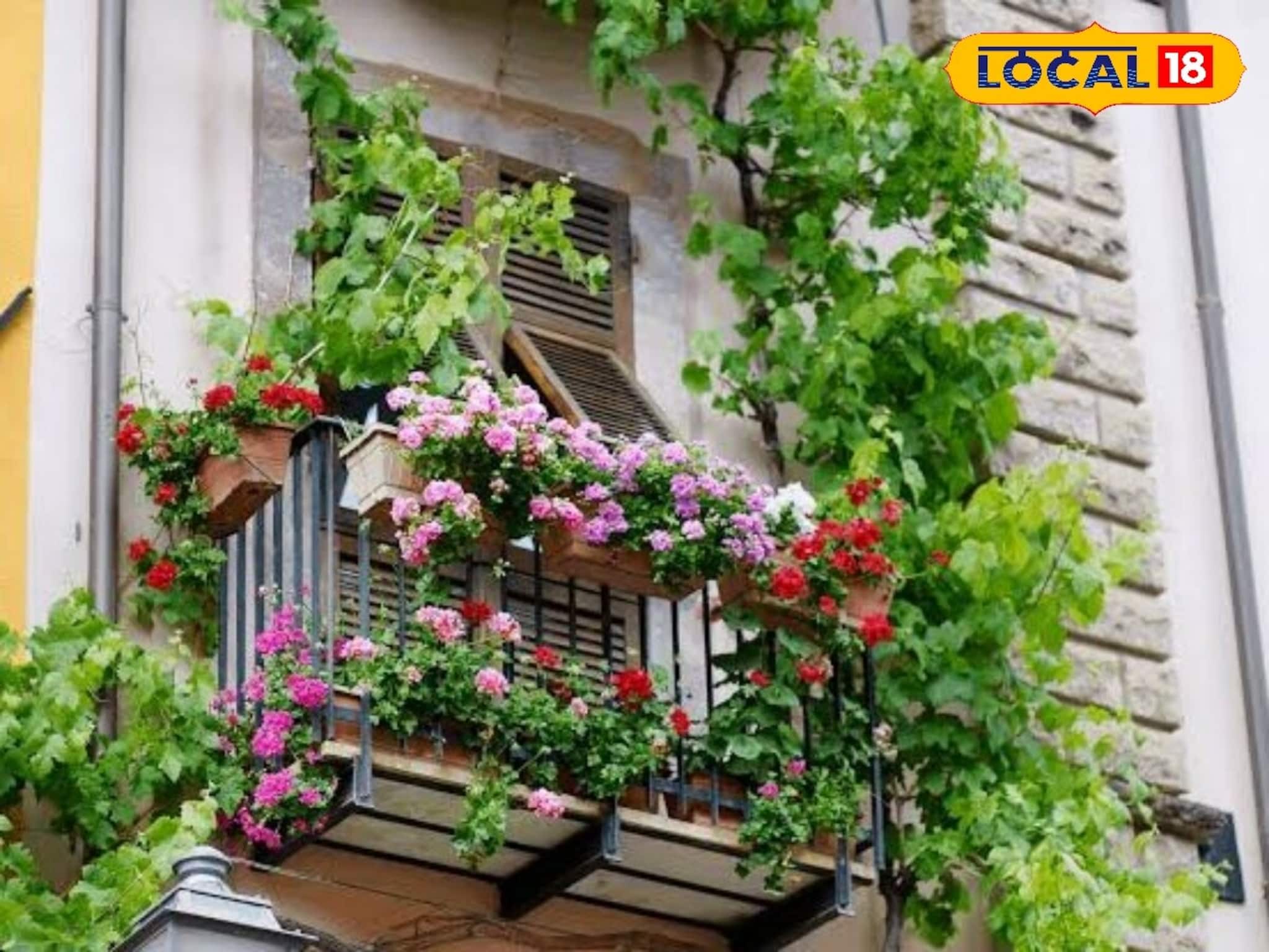 চুম্বকের মতো ঘরে টাকা টেনে আনে এই '৭' গাছ, কিন্তু জানেন কী কোন দিকে লাগাবেন? জানুন