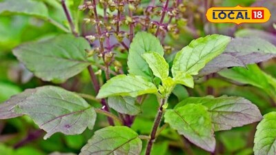 তুলসী গাছ 