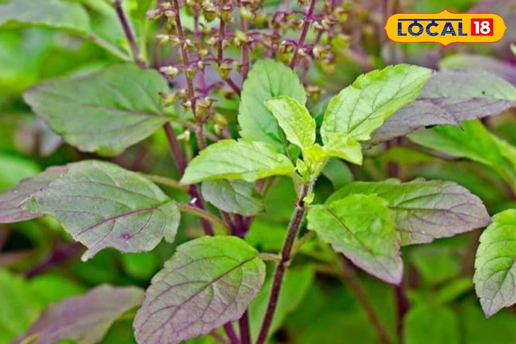 শীত কমলেও তুলসীগাছ শুকনো লাগছে?বিনামূল্যের উপাদানে ৭ দিনে গাছ ভরবে সবুজ পাতায়, জানুন ট্রিক