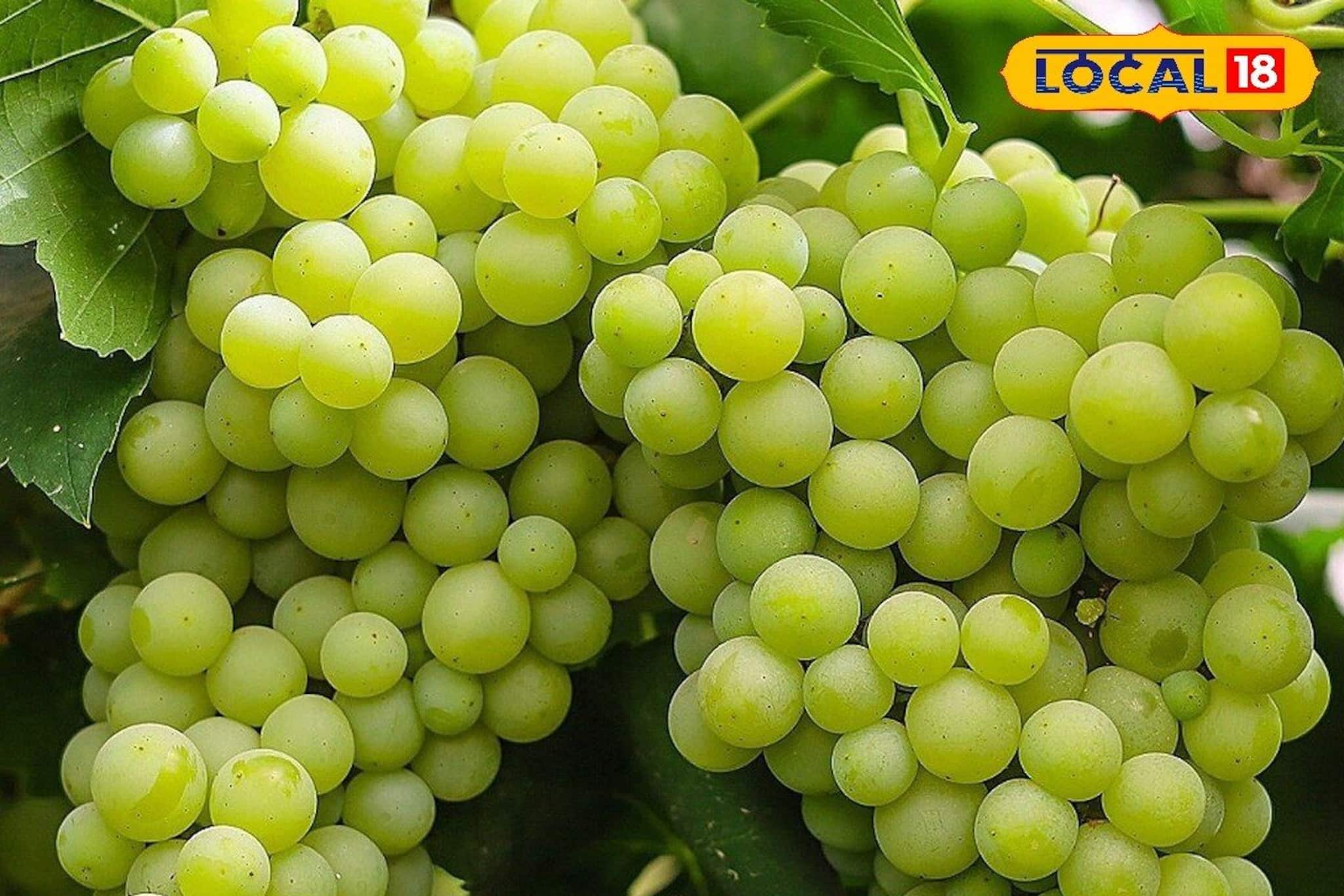 সর্দি-কাশি থেকে বাঁচতে শীতে খান এই ৫টি ফল, রোগ প্রতিরোধ ক্ষমতা হবে বুলেটপ্রুফ