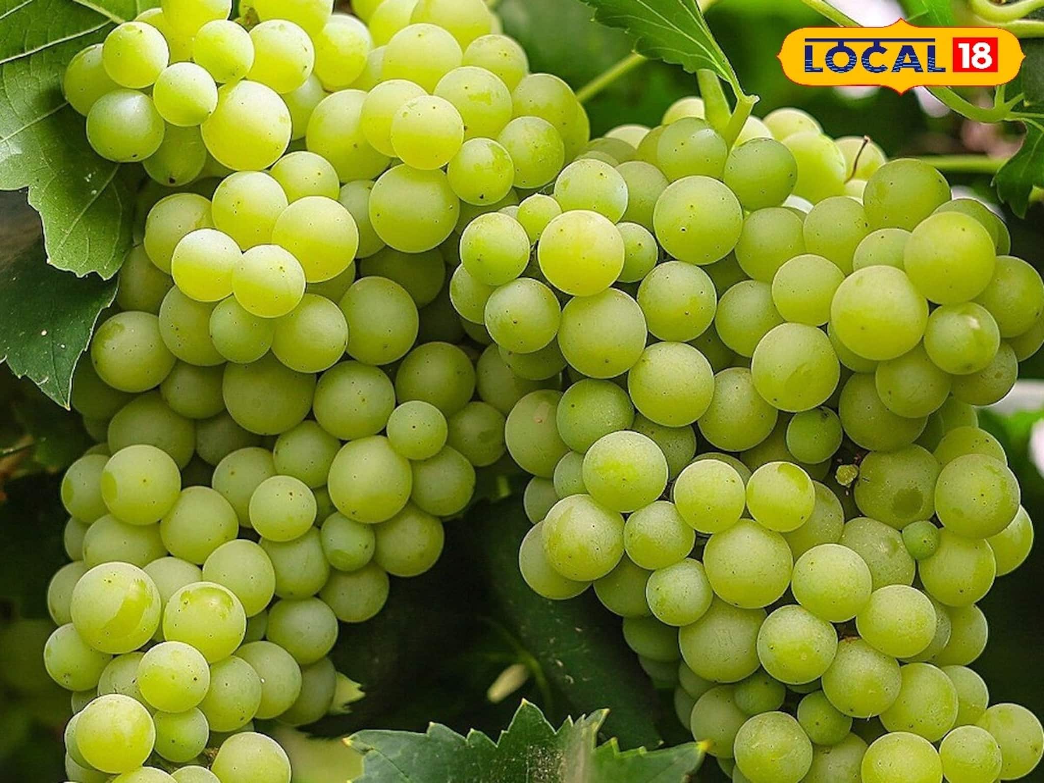 সর্দি-কাশি থেকে বাঁচতে শীতে খান এই ৫টি ফল, রোগ প্রতিরোধ ক্ষমতা হবে বুলেটপ্রুফ